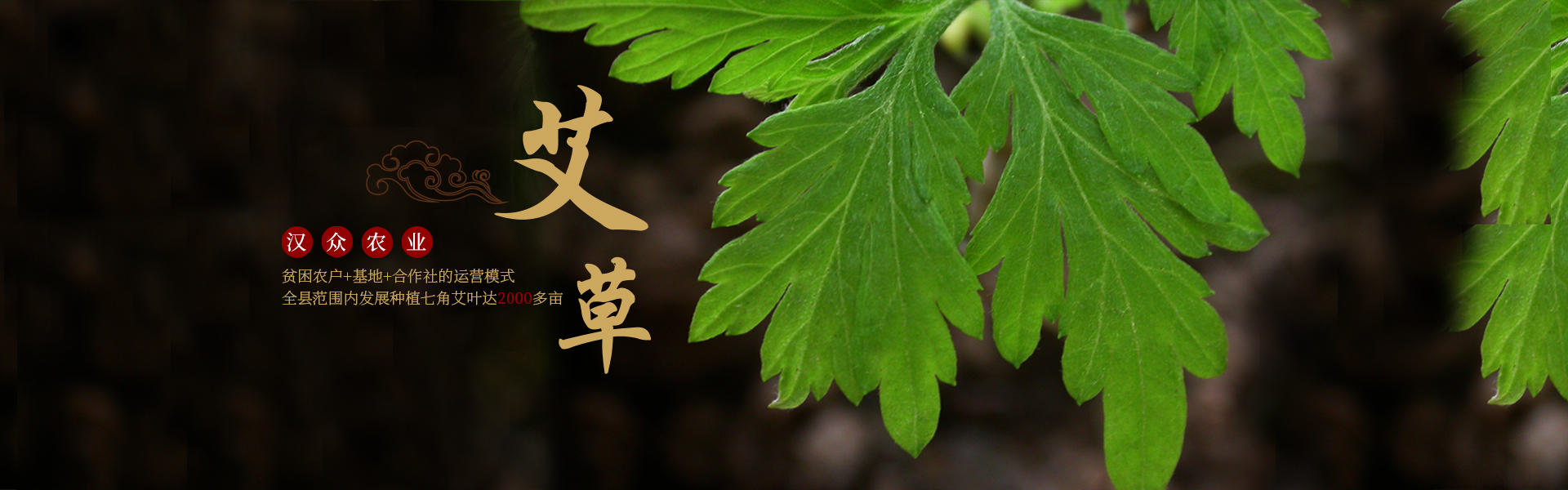 湖南漢眾農業發展有限公司_懷化天然七角艾草植物種植|懷化艾制品制造銷售